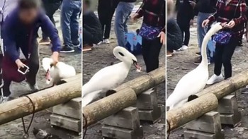 В Люцерне туристы схватили лебедя ради фотографии