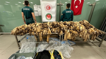 В аэропорту Стамбула задержаны туристы из России с 1200 шкурками соболя
