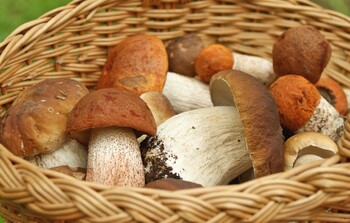 В селе Ласково Рязанской области состоится грибной фестиваль