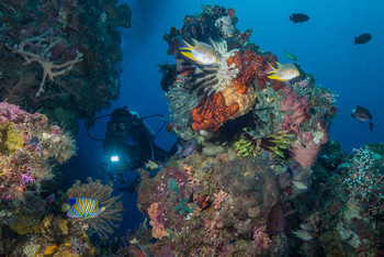 Индонезия завоевала четыре награды Dive Magazine за лучшие места для дайвинга Индонезия завоевала четыре награды Dive Magazine за лучшие места для дайвинга