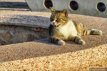 В Ларнаке оборудуют места для кормления бездомных котов