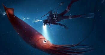 Дайверы сняли 2,44-метрового гигантского кальмара у берегов Японии Дайверы сняли 2,44-метрового гигантского кальмара у берегов Японии