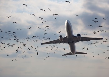 Стая птиц задержала посадку двух самолетов в Домодедово Стая птиц задержала посадку двух самолетов в Домодедово