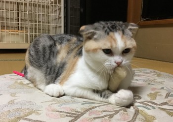 В отеле MyCat Yugawara в Хаконэ туристам предлагают арендовать кота В отеле MyCat Yugawara в Хаконэ туристам предлагают арендовать кота