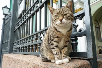15 мест для путешествий, которые понравятся любителям кошек